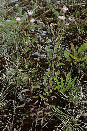 Erigeron muralis \ Sptes Berufkraut / Late Fleabane, D Rannungen 8.8.2021