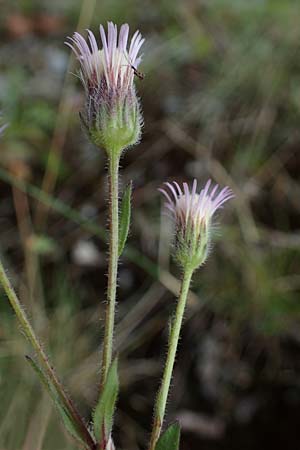Erigeron muralis \ Sptes Berufkraut / Late Fleabane, D Rannungen 8.8.2021