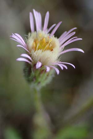 Erigeron muralis \ Sptes Berufkraut / Late Fleabane, D Rannungen 8.8.2021