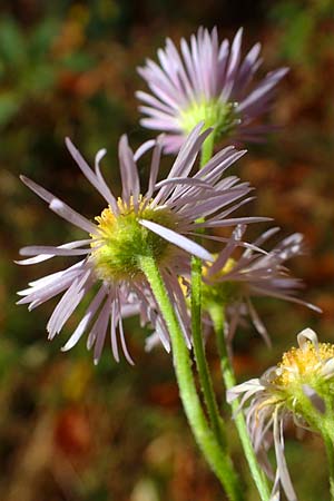 Erigeron annuus \ Einjhriger Feinstrahl, D Odenwald, Rimbach 25.10.2021