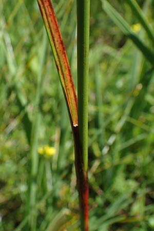 Eriophorum angustifolium \ Schmalblttriges Wollgras / Common Cotton Grass, D Kempten 8.7.2022