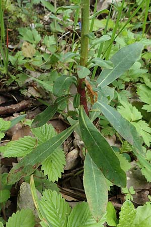 Euphorbia amygdaloides \ Mandelblttrige Wolfsmilch / Mediterranean Spurge, D Höpfingen 20.5.2023