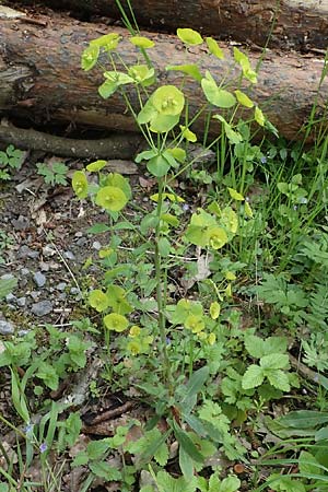 Euphorbia amygdaloides \ Mandelblttrige Wolfsmilch / Mediterranean Spurge, D Höpfingen 20.5.2023
