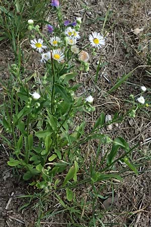 Erigeron annuus, Canadian Fleabane Erigeron annuus, Canadian Fleabane