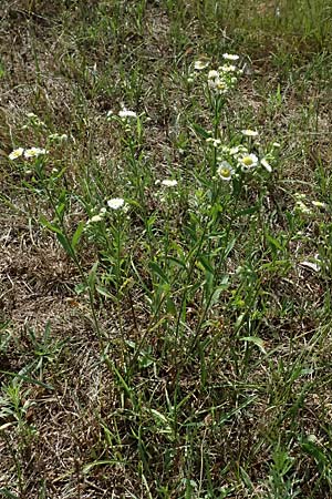 Erigeron annuus \ Einjhriger Feinstrahl / Tall Fleabane, D Viernheim 16.7.2025