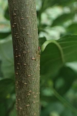 Euonymus alatus \ Gefl�gelter Spindelstrauch, Kork-Fl�gelstrauch / Winged Spindle, Burning Bush, D Mannheim 17.9.2025