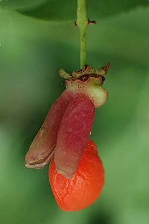Euonymus alatus \ Gefl�gelter Spindelstrauch, Kork-Fl�gelstrauch / Winged Spindle, Burning Bush, D Mannheim 17.9.2025
