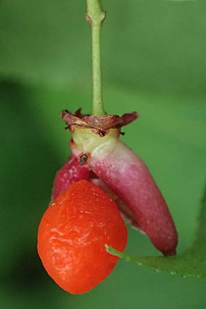 Euonymus alatus \ Gefl�gelter Spindelstrauch, Kork-Fl�gelstrauch / Winged Spindle, Burning Bush, D Mannheim 17.9.2025