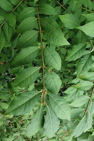 Euonymus alatus \ Gefl�gelter Spindelstrauch, Kork-Fl�gelstrauch / Winged Spindle, Burning Bush, D Mannheim 17.9.2025