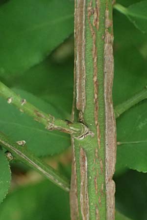 Euonymus alatus \ Gefl�gelter Spindelstrauch, Kork-Fl�gelstrauch / Winged Spindle, Burning Bush, D Mannheim 17.9.2025