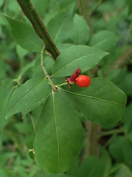 Euonymus alatus \ Gefl�gelter Spindelstrauch, Kork-Fl�gelstrauch / Winged Spindle, Burning Bush, D Mannheim 17.9.2025