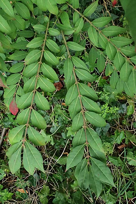 Euonymus alatus \ Gefl�gelter Spindelstrauch, Kork-Fl�gelstrauch / Winged Spindle, Burning Bush, D Mannheim 17.9.2025