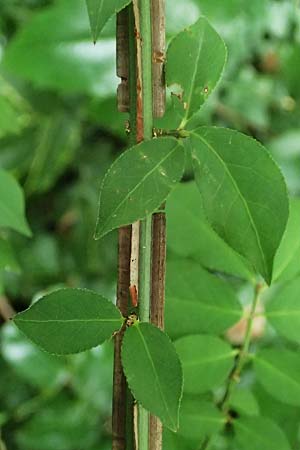 Euonymus alatus \ Gefl�gelter Spindelstrauch, Kork-Fl�gelstrauch / Winged Spindle, Burning Bush, D Mannheim 17.9.2025