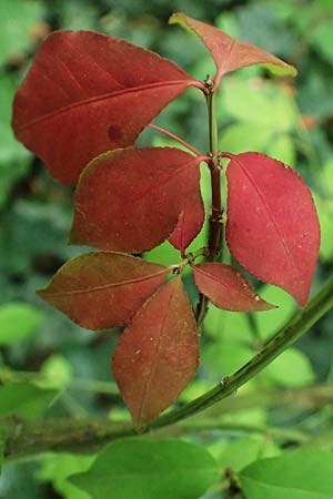 Euonymus alatus \ Gefl�gelter Spindelstrauch, Kork-Fl�gelstrauch / Winged Spindle, Burning Bush, D Mannheim 17.9.2025