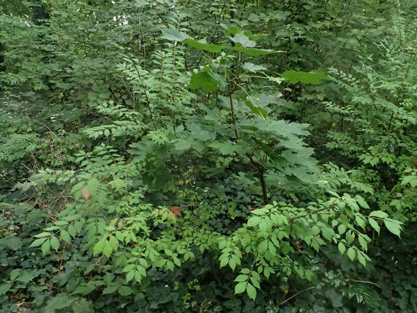 Euonymus alatus \ Gefl�gelter Spindelstrauch, Kork-Fl�gelstrauch / Winged Spindle, Burning Bush, D Mannheim 17.9.2025