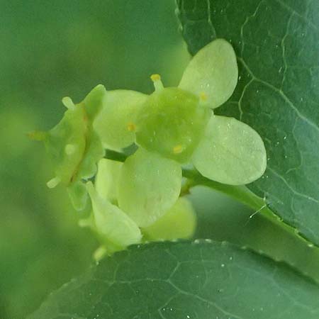 Euonymus alatus \ Gefl�gelter Spindelstrauch, Kork-Fl�gelstrauch / Winged Spindle, Burning Bush, D Mannheim 9.5.2026