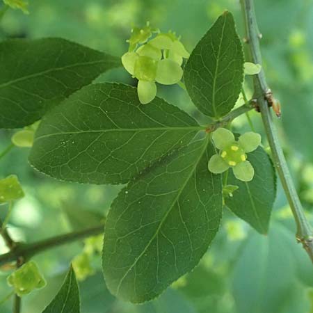 Euonymus alatus \ Gefl�gelter Spindelstrauch, Kork-Fl�gelstrauch / Winged Spindle, Burning Bush, D Mannheim 9.5.2026