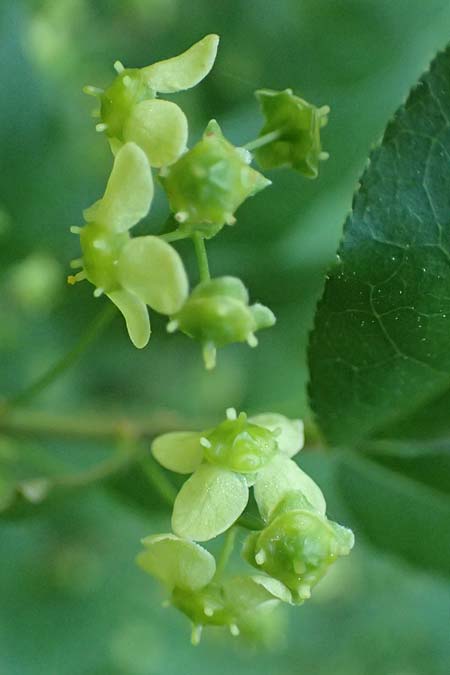 Euonymus alatus \ Gefl�gelter Spindelstrauch, Kork-Fl�gelstrauch / Winged Spindle, Burning Bush, D Mannheim 9.5.2026