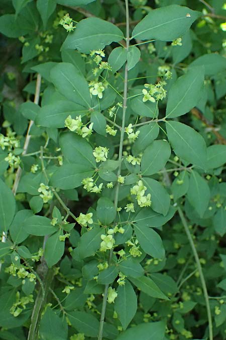 Euonymus alatus \ Gefl�gelter Spindelstrauch, Kork-Fl�gelstrauch / Winged Spindle, Burning Bush, D Mannheim 9.5.2026