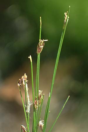 Eleocharis acicularis \ Nadel-Sumpfbinse / Needle Spike Rush, D Altrip 6.8.2026