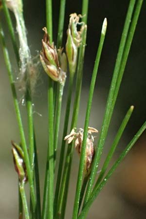Eleocharis acicularis \ Nadel-Sumpfbinse / Needle Spike Rush, D Altrip 6.8.2026