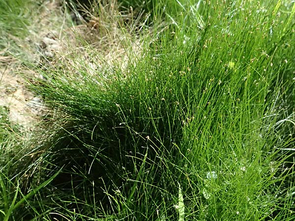 Eleocharis acicularis \ Nadel-Sumpfbinse / Needle Spike Rush, D Altrip 6.8.2026