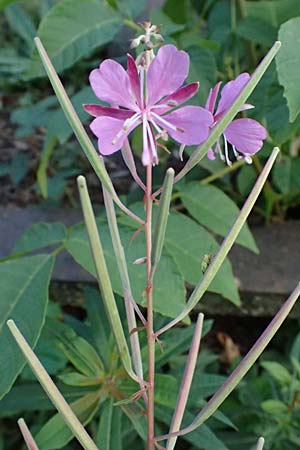 Epilobium angustifolium \ Schmalbl�ttriges Weidenr�schen / Rosebay Willowherb, D Duisburg 31.8.2026