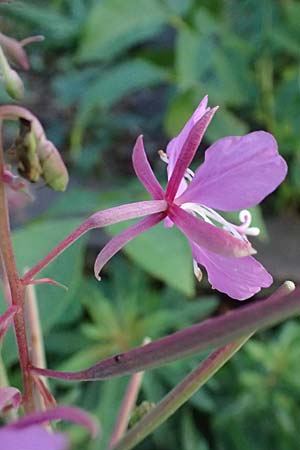 Epilobium angustifolium \ Schmalbl�ttriges Weidenr�schen / Rosebay Willowherb, D Duisburg 31.8.2026