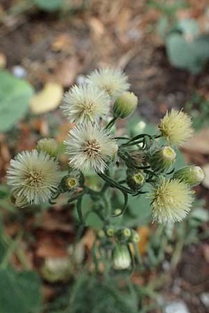 Erigeron bonariensis \ S�damerikanischer Katzenschweif, Krauser Katzenschweif / Argentine Fleabane, D Mannheim 13.9.2026