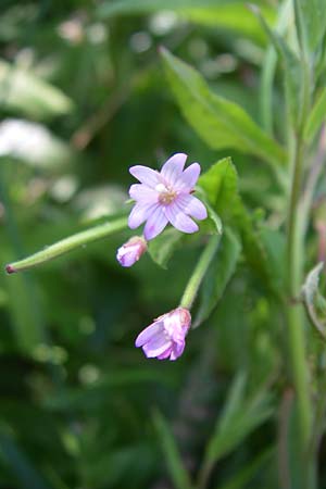 Epilobium ciliatum subsp. adenocaulon \ Drsiges Weidenrschen / American Willowherb, D Schwarzwald/Black-Forest, Neuenbürg Eisenfurt 5.7.2008