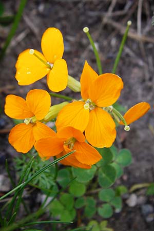 Erysimum cheiri \ Goldlack / Wallflower, D Bensheim 6.5.2015