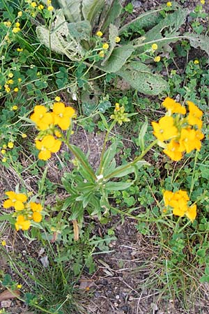 Erysimum cheiri \ Goldlack / Wallflower, D Bensheim 6.5.2015