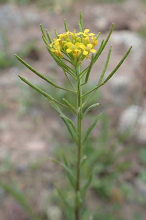 Erysimum cheiranthoides \ Acker-Schterich, Acker-Schotendotter / Treacle Mustard, D Laudenbach am Main 17.9.2016