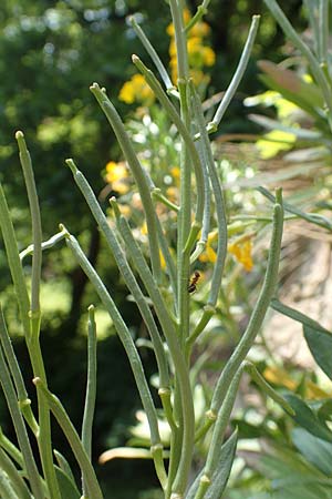 Erysimum cheiri \ Goldlack / Wallflower, D Heidelberg, Schloss/Castle 4.5.2018