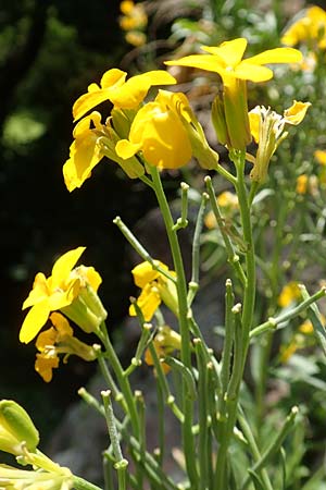 Erysimum cheiri \ Goldlack / Wallflower, D Heidelberg, Schloss/Castle 4.5.2018