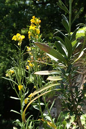 Erysimum cheiri \ Goldlack / Wallflower, D Heidelberg, Schloss/Castle 4.5.2018