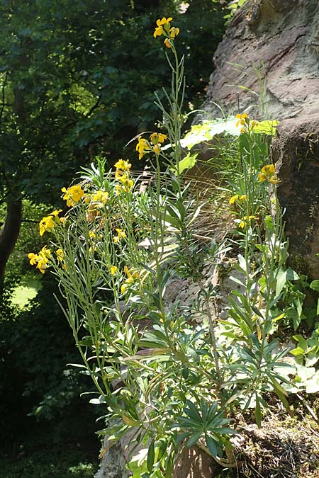 Erysimum cheiri \ Goldlack / Wallflower, D Heidelberg, Schloss/Castle 4.5.2018