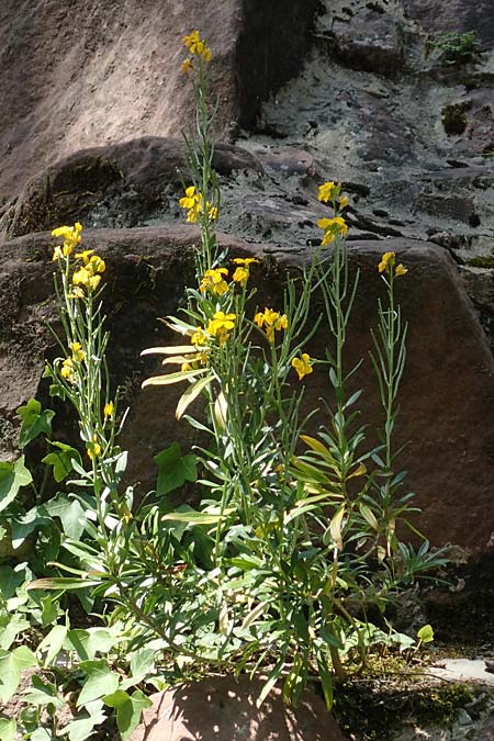 Erysimum cheiri \ Goldlack / Wallflower, D Heidelberg, Schloss/Castle 4.5.2018