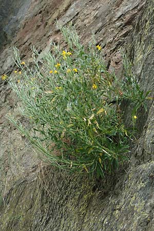 Erysimum cheiri \ Goldlack / Wallflower, D Heimbach 24.5.2018