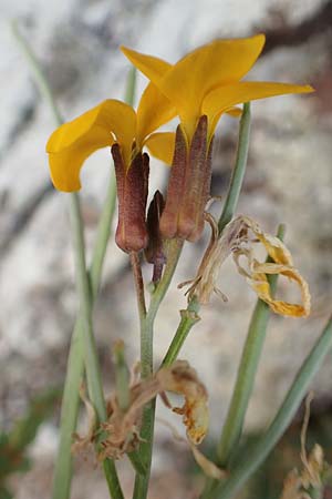 Erysimum cheiri \ Goldlack / Wallflower, D Heimbach 24.5.2018