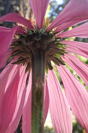 Echinacea purpurea \ Roter Sonnenhut, D Bonn 9.7.2018