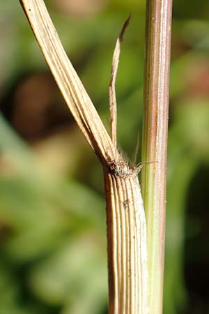 Eragrostis cilianensis \ Grohriges Liebesgras / Grey Love Grass, Stink Grass, D Hockenheim 30.9.2018