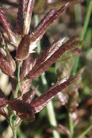 Eragrostis cilianensis \ Grohriges Liebesgras / Grey Love Grass, Stink Grass, D Hockenheim 30.9.2018