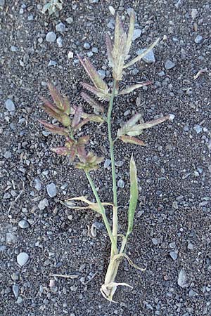 Eragrostis cilianensis \ Grohriges Liebesgras / Grey Love Grass, Stink Grass, D Hockenheim 30.9.2018