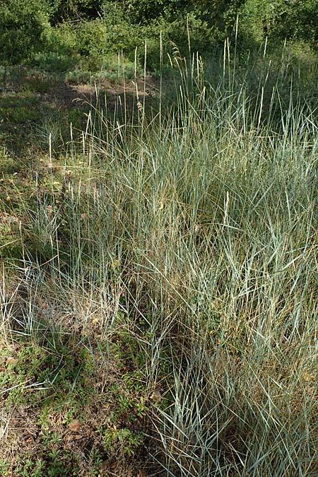 Elymus campestris \ Feld-Quecke / Couch, D Gri&szlig;heim 16.7.2019