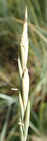 Elymus campestris \ Feld-Quecke / Couch, D Gri&szlig;heim 16.7.2019