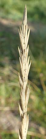 Elymus campestris \ Feld-Quecke / Couch, D Gri&szlig;heim 16.7.2019