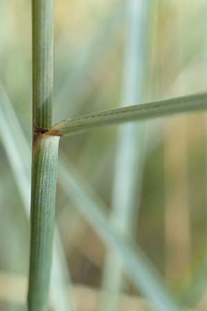 Elymus campestris \ Feld-Quecke / Couch, D Gri&szlig;heim 16.7.2019