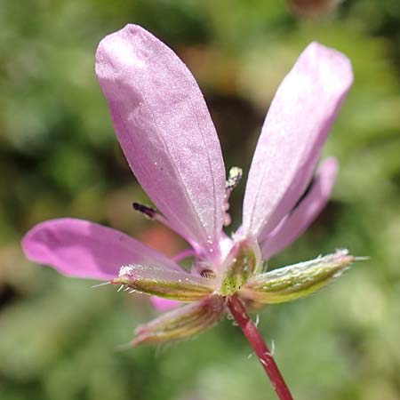 Erodium cicutarium \ Gewhnlicher Reiherschnabel / Common Crane's-Bill, Philary, D Mannheim 24.3.2020