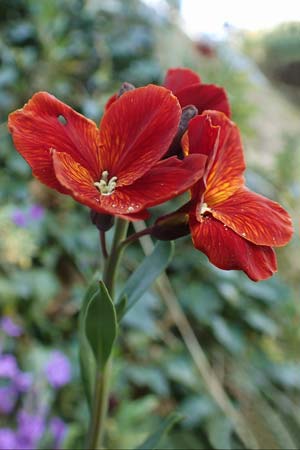 Erysimum cheiri \ Goldlack / Wallflower, D Mannheim-Seckenheim 4.4.2020